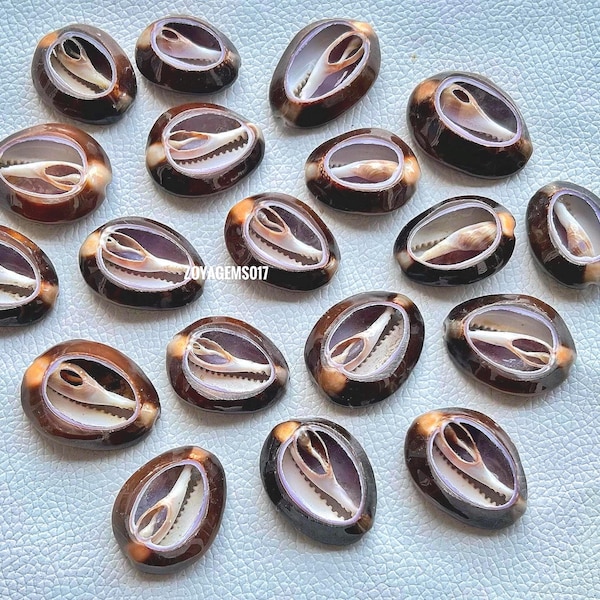 Honey Cowrie Shells: Cypraea Helvola, DIY Jewelry Making Supplies (20-40mm) Top Honey Cowrie Shells-Cypraea Helvola Cowrie, Cowrie Shell