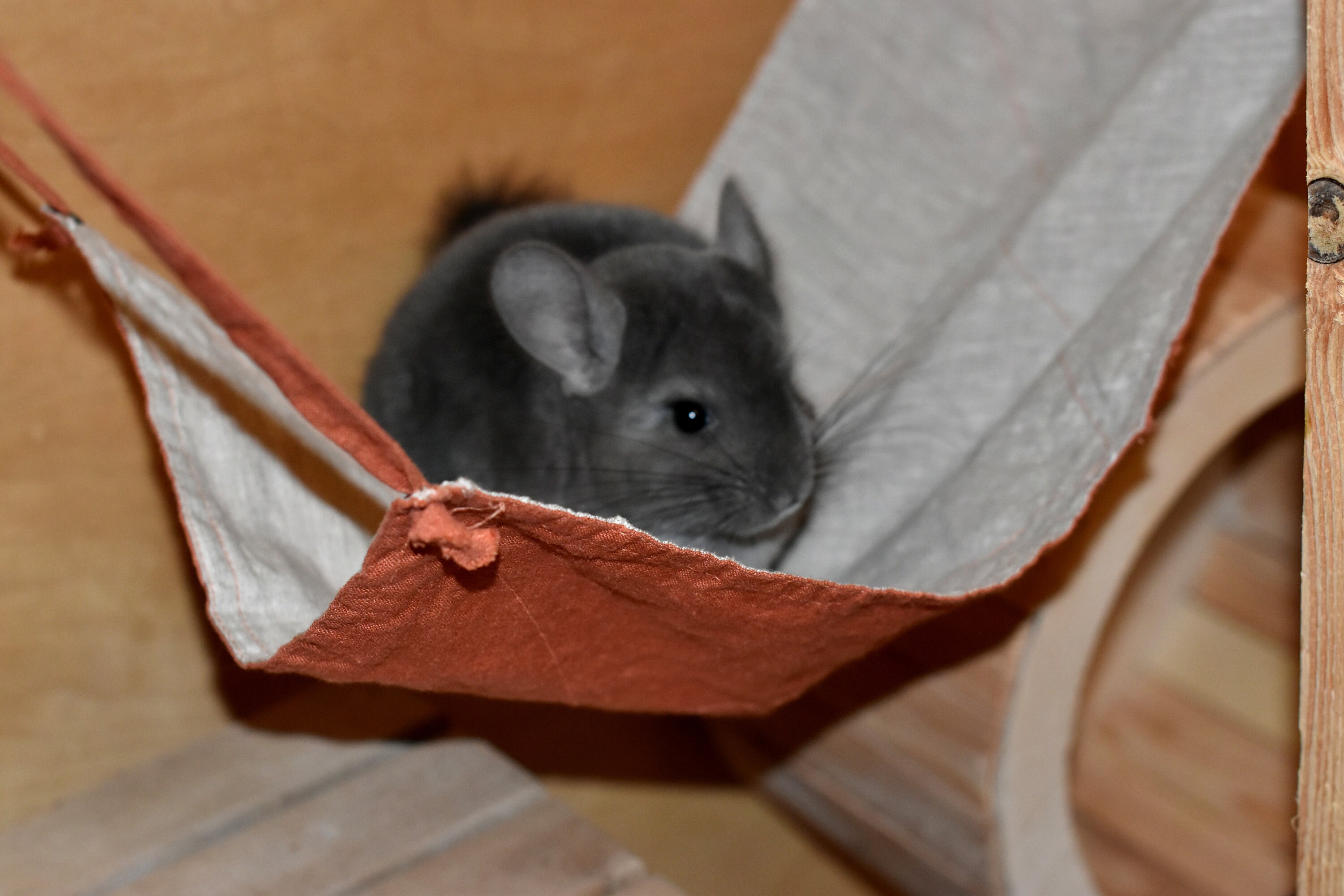 RODENTS Furniture Chinchilla Tunnel Hanging Tunnel Hammock - Etsy