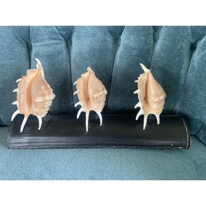 Lambis Spider Conch Seashell Specimen X 3, mounted display Ocean
