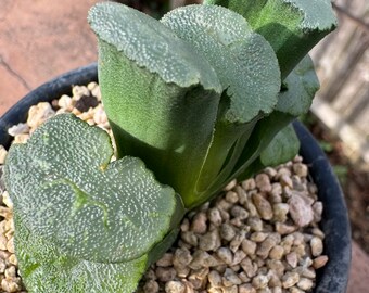 Haworthia Truncata rare imported succulent