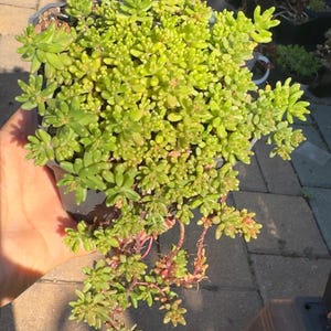 May include: A potted Sedum plant featuring dense clusters of small, fleshy, lime-green leaves. The succulent has trailing stems with reddish-pink tones near the base, growing in a dark plastic container filled with soil and organic potting material.