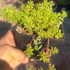 May include: A small, square black plastic pot containing a dense, trailing succulent plant with numerous bright lime-green, rounded, fleshy leaves. Several thin, reddish-brown stems extend downward from the pot, featuring small clusters of green foliage.