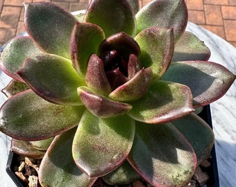 Echeveria ’Royal Pick’ New Item live rare imported from Korea live succulent