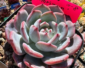 New Arrived Echeveria ‘Horizon’ imported Korea rare live succulent pots Sz 3.5“