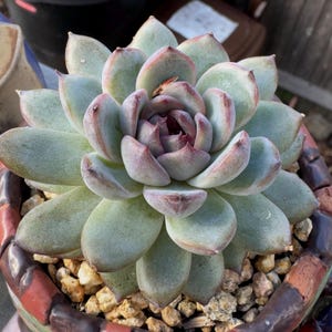 May include: A close-up of a succulent plant with thick, pale green leaves edged in reddish-purple. The plant is in a decorative pot filled with small, light-colored pebbles. The succulent's center is a deep burgundy color.