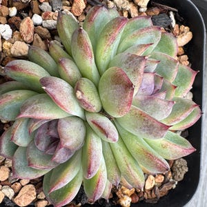 May include: A succulent plant with thick, fleshy, pointed leaves arranged in a dense rosette pattern. The leaves are primarily light green with prominent reddish-purple tips and edges, growing in a black square container filled with small stones.