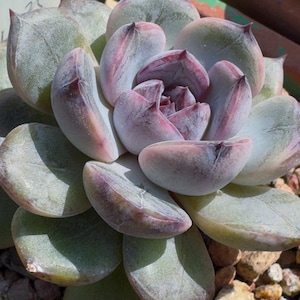 May include: Close-up of a succulent plant with thick, rounded leaves. The leaves transition from a dusty green to a soft pink and purple hue towards the center. The plant is surrounded by small pebbles.