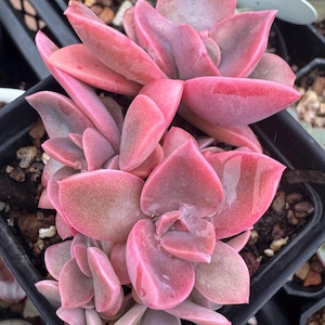 Graptoveria ‘Fred Ives’ cluster live Korea import live Succulent