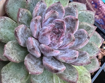 Echeveria ‘Purple Stone’ rare New item imported from Korea Large live succulent