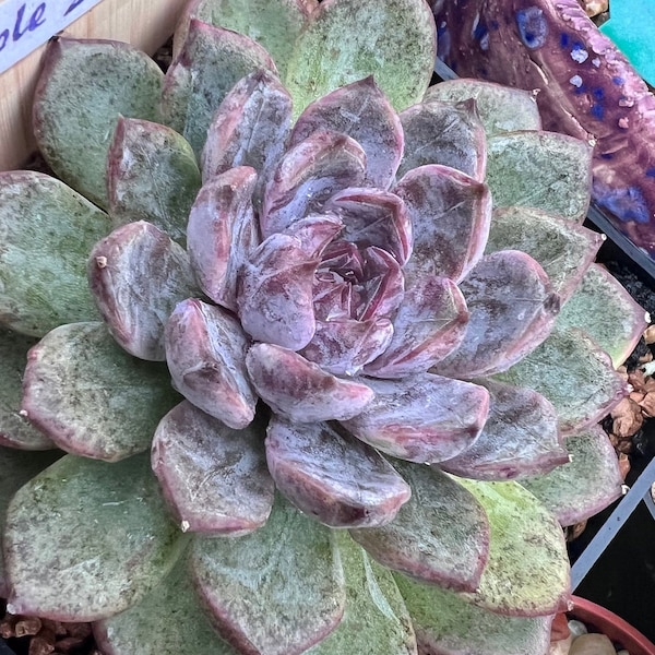 Echeveria ‘Purple Stone’ rare New item imported from Korea Large live succulent