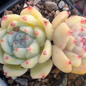 Rare Echeveria 'Carla' (as pictured) Succulent: Korean Imported Rosette Plant new item