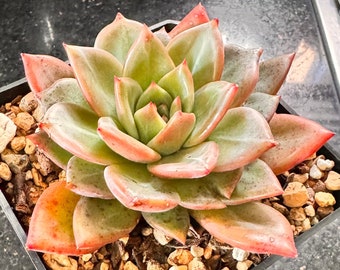 Succulent Echeveria ‘Champagne’ Imported from Korea  live succulent