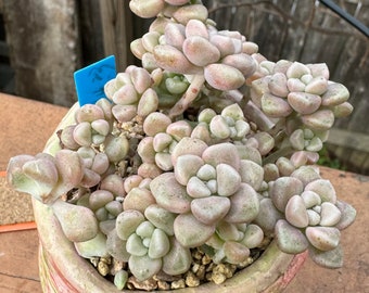 Graptopetalum ‘Mendozae’ rare live succulent 2.5” pot