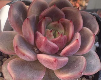 Rare Echeveria ‘Cindy’ Succulent Set of 3 Live Plants  Indoor Gift Imported from Korea 2.75” Pot