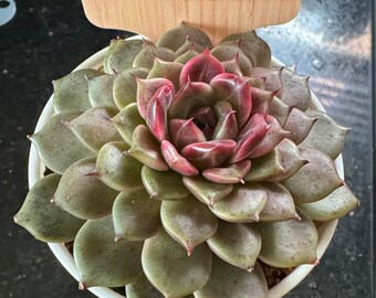 Echeveria ’Cindy’ imported  rare Korea live succulent