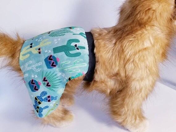 swim shorts for dogs