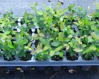 Ten (10) 3 to 8 inch Blueberry Plant Plugs Plus Free Blueberry seeds/ Shipping