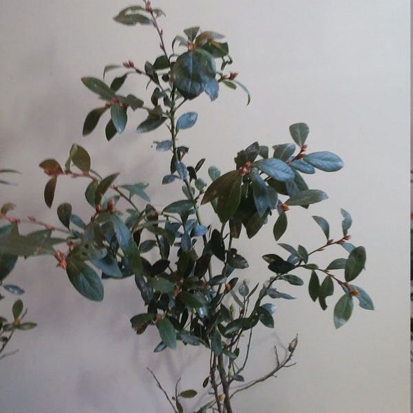 One (1)  SUNSHINE BLUE Blueberry Bush Plants 12 TO 16 Inch Plant