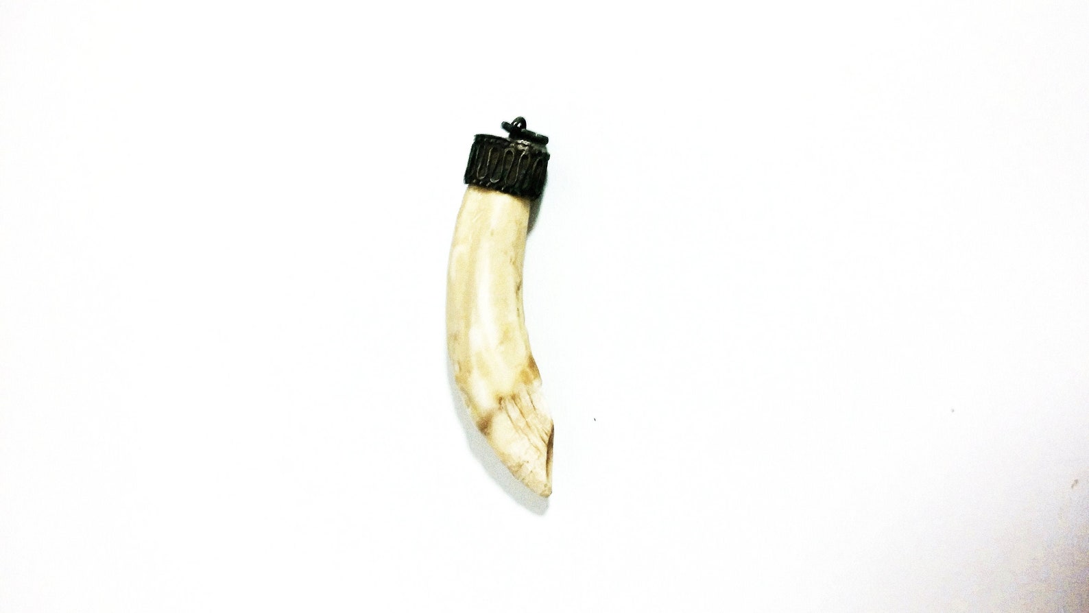 Old charivari watch fob pendant - Wild Boar Tooth Pendant