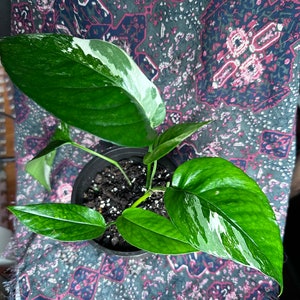 Epipremnum pinnatum &quot;Variegata&quot;