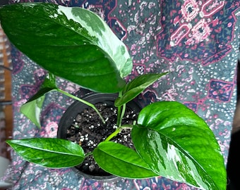 Epipremnum pinnatum "Variegata"