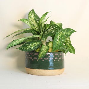 May include: A Dieffenbachia plant with variegated green and white leaves potted in a cylindrical ceramic planter. The planter features a glossy dark green upper section with a pattern of small pink dashes and a matte, unglazed beige base.