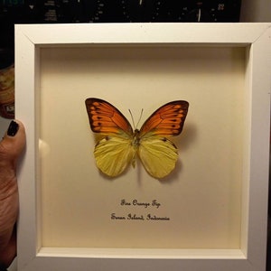 Fire Orange tip- Traditional