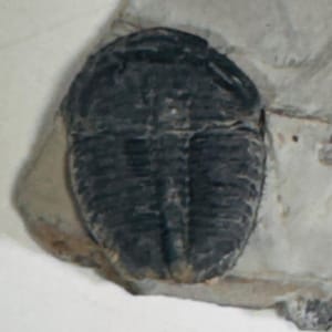 May include: A fossilized trilobite, a type of extinct marine arthropod, preserved in a light gray rock. The trilobite is dark gray and has a segmented body.