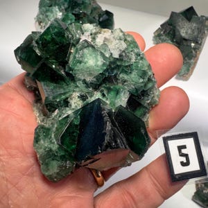 May include: A cluster of dark green fluorite crystals with a cubic structure. The crystals are held in a hand, with a small label in the lower right corner displaying the number 5. The fluorite has a glassy luster and a range of green hues.