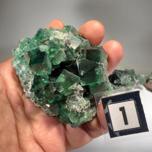 May include: A cluster of vibrant green fluorite crystals. The crystals have a cubic structure and are a deep emerald color. A small, clear label with the number "1" is visible.