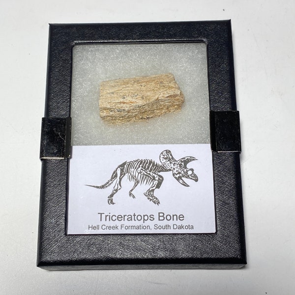 Real Triceratops Bone in a display case | from the Hell Creek Formation in South Dakota, fossil collector or dinosaur lover gift