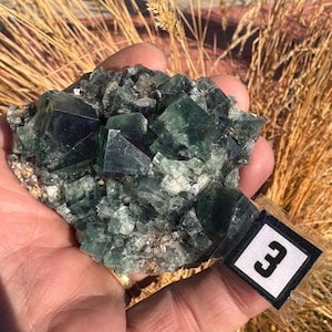 May include: A cluster of green fluorite crystals with a cubic structure. The crystals have a translucent quality and varying shades of green. A small tag with the number 3 is attached to the specimen. The background features dry, golden-brown grasses.