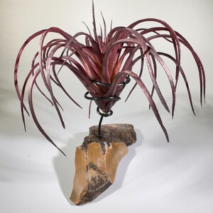 Air plant holder - Megalodon tooth - artificial air plant INCLUDED | tillandsia holder, tillandsia display, dinosaur fossil, natural decor