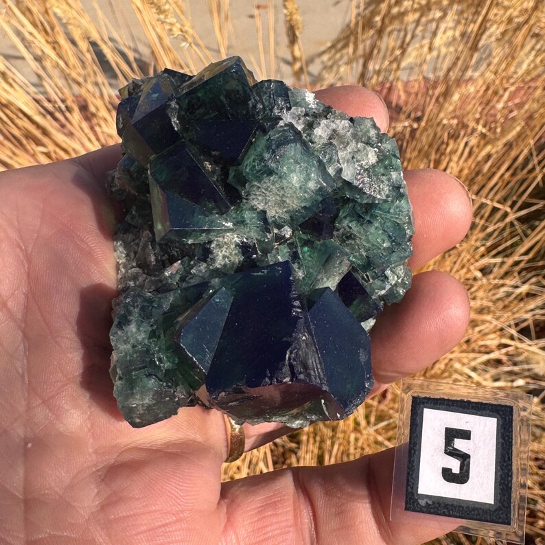 May include: A hand holding a cluster of dark blue and green fluorite crystals. The crystals have a cubic structure and are partially translucent. A small label with the number 5 is in the lower right corner.