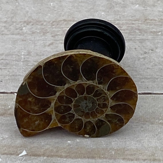 Cabinet knobs - fossil ammonite | drawer knobs, kitchen knobs, dresser knobs, fossil knobs, rock knobs, rock decor