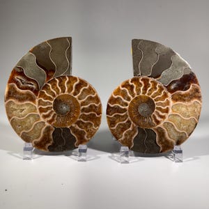 Ammonit Fossil Paar | fossiler Nautilus, fossiler Kopffüßer, fossiles Sammlerstück, Madagaskar-Probe, polierter Ammonit, Gesteinsfossiliensammler