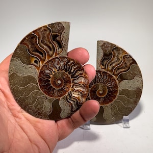 Ammonite fossil pair | fossil nautilus, fossil cephalopod, fossil collectable, Madagascar specimen, polished ammonite, rock fossil collector