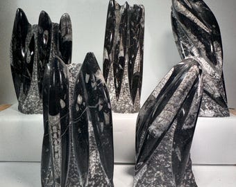 Orthoceras Fossil Tower | You Pick, Rustic Home Fossil Decor