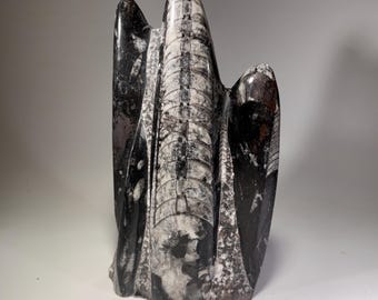 Orthoceras Fossil Tower | Morocco Cephalopod Specimen, Freestanding