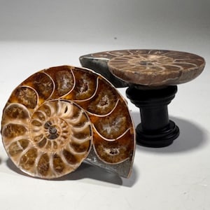 May include: Two fossilized ammonite shells mounted on wooden bases. The ammonites are brown and have a spiral pattern. The bases are black.
