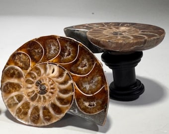 Fossil Ammonite Cabinet Knob | Rock Decor, Choice of Base - Black or Brushed Nickel