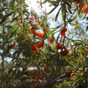 Goji Berry Seeds