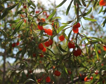 Goji Berry Seeds