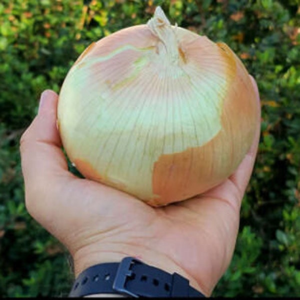 Giant Yellow Sweet Onion Seeds