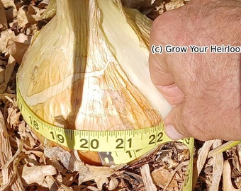 Kelsae Sweet Giant Onion Seeds