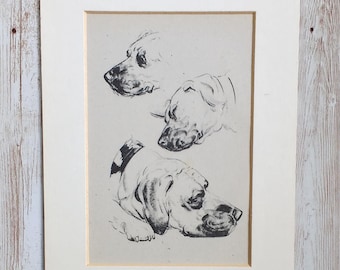 Vintage Dog Print, Diana Thorne Illustration, Mounted Book Page