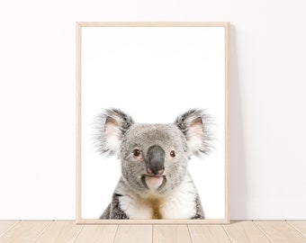 May include: A framed print of a koala bear with a white background. The koala is looking directly at the camera with a curious expression.