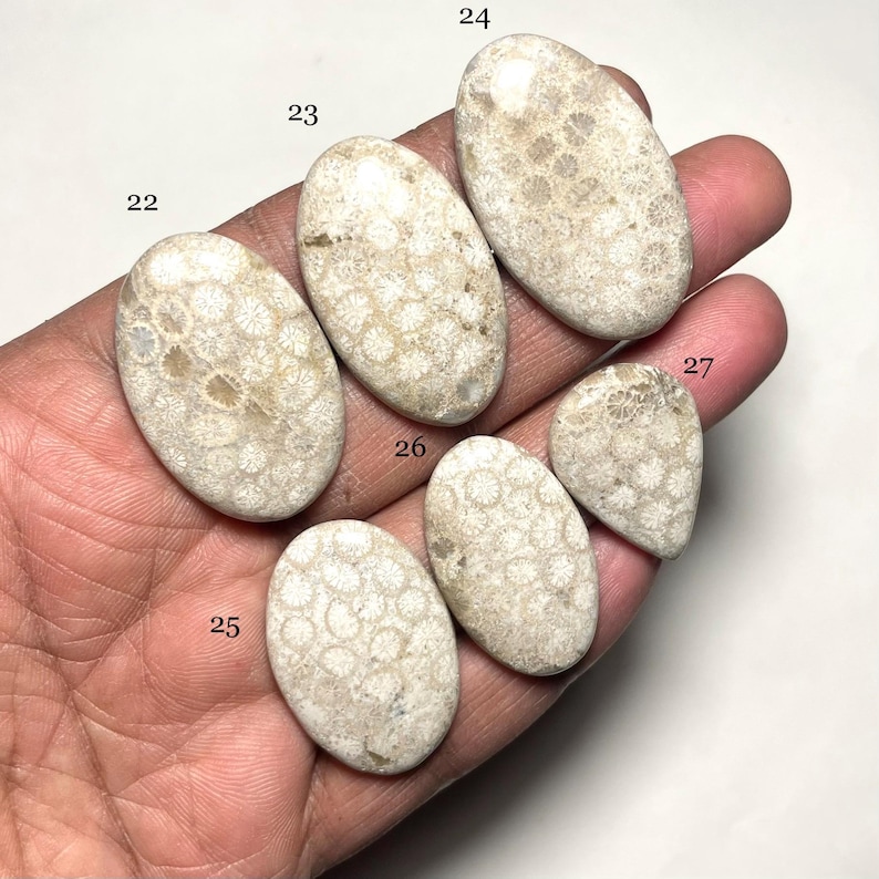 May include: Six oval-shaped fossilized coral stones in various sizes, ranging in color from white to light beige, with a pattern of small white circles on a beige background. The stones are numbered 22 through 27.