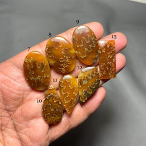 May include: A collection of polished, fossilized ammonite cabochons in various shapes, including oval, teardrop, and rectangular. The fossils display intricate, cream-colored patterns against a warm, amber-brown background. The cabochons are held in a hand against a dark background.