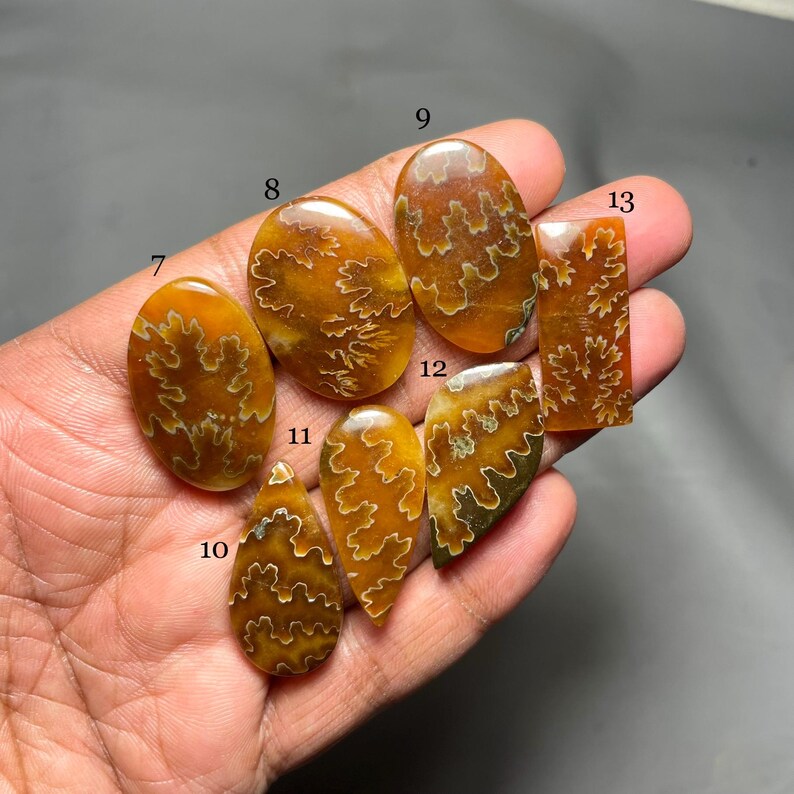 May include: A collection of polished, fossilized ammonite cabochons in various shapes, including oval, teardrop, and rectangular. The fossils display intricate, cream-colored patterns against a warm, amber-brown background. The cabochons are held in a hand against a dark background.